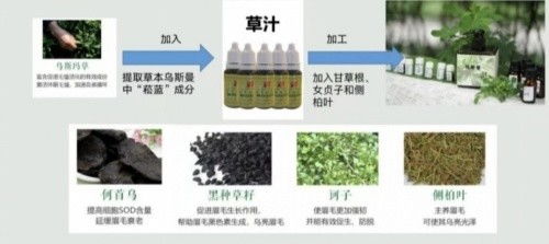 秃头救星 上商学生对乌斯曼草本精华萃取物的研发